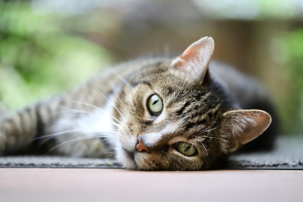 cat, mackerel, nature, european shorthair, pet, domestic cat, domestic animal, mammal, cat eyes, cat face, whiskers, animal